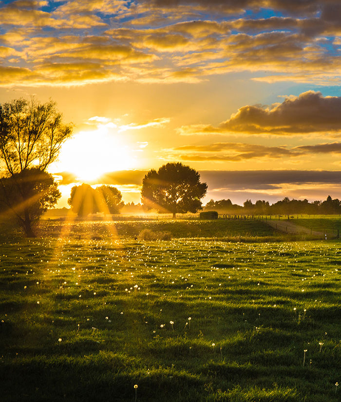 bright sunset over green field
